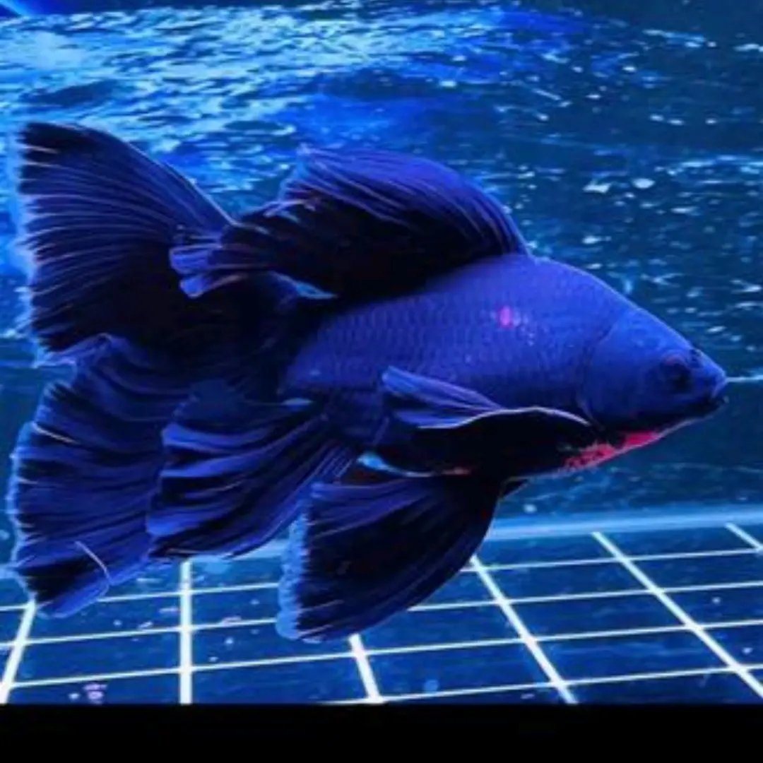 精品蝴蝶鲤白普身黑普身红普身耐活好养！