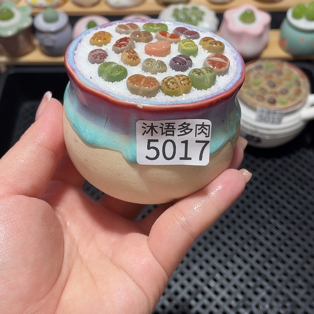 带盆土植物 一物一拍5017盆微瑕