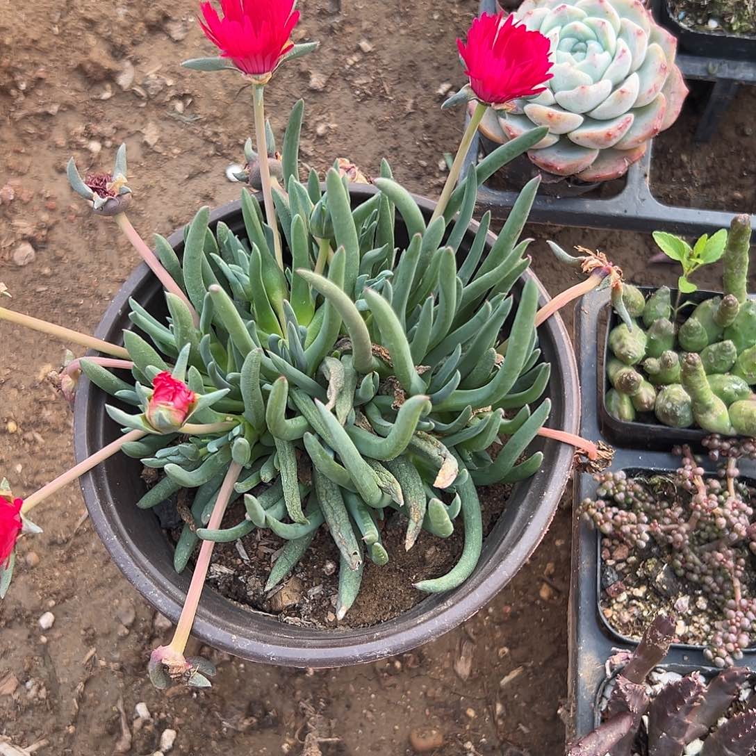 多肉植物奔龙福利