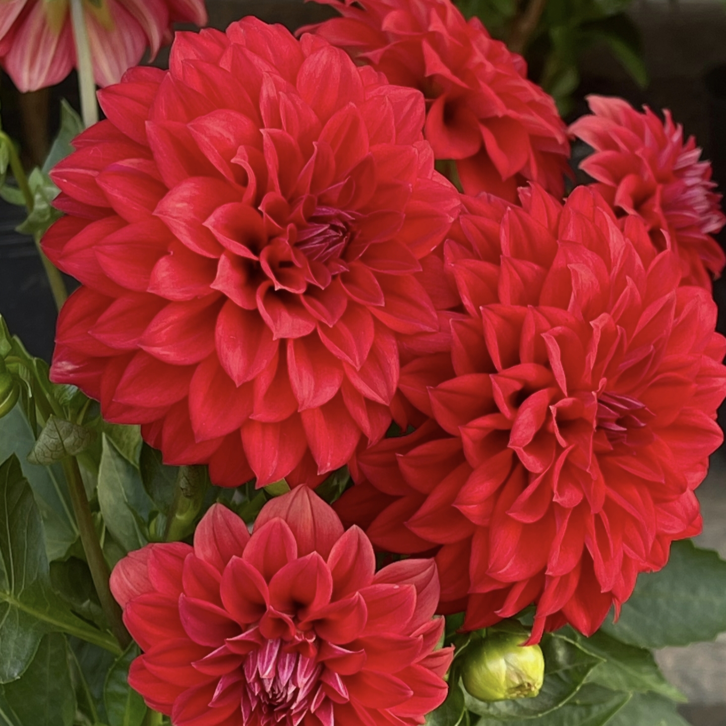 红冰山大丽花盆栽大花型花卉四季开花阳台庭院观花