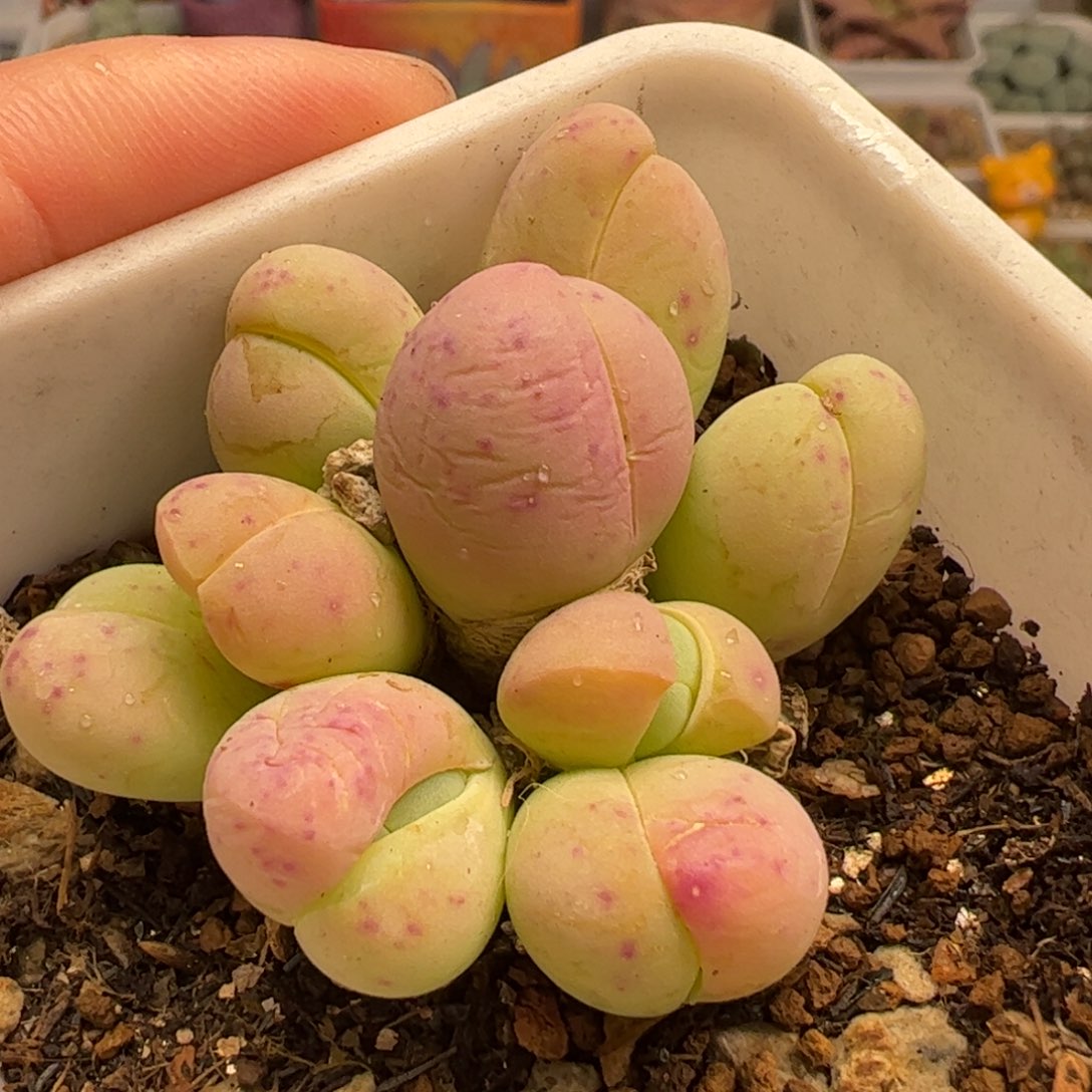 粉拳头多肉植物百科