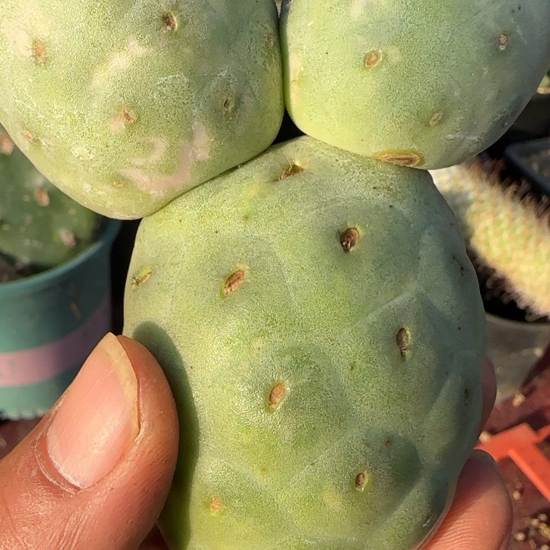 无花朵米奇大型无刺恐龙蛋无根