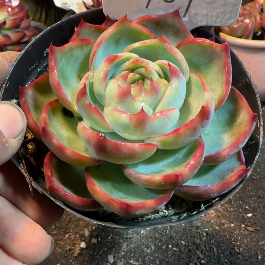 玫瑰惊鸿一物一拍包装收缩花旱109
