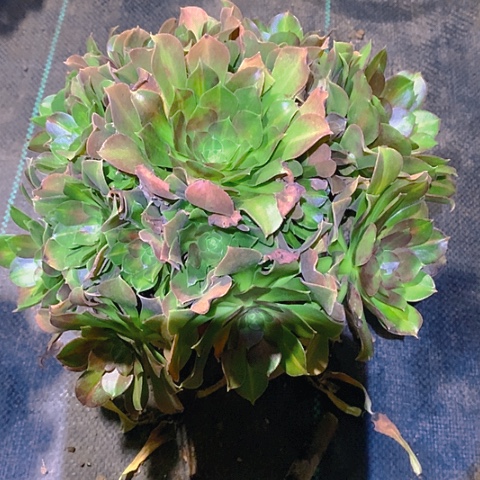 888女巫中班多肉植物