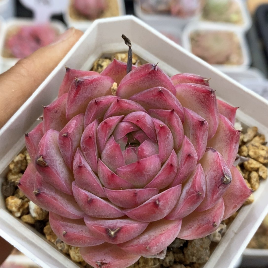 多肉植物一物一拍390