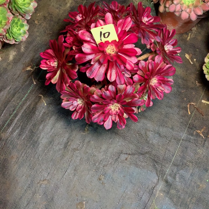 10美姬多肉111111