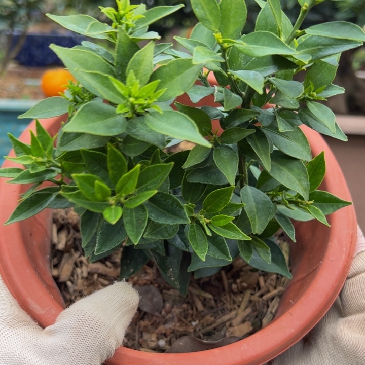 用****3八房柑盆景绿植园艺