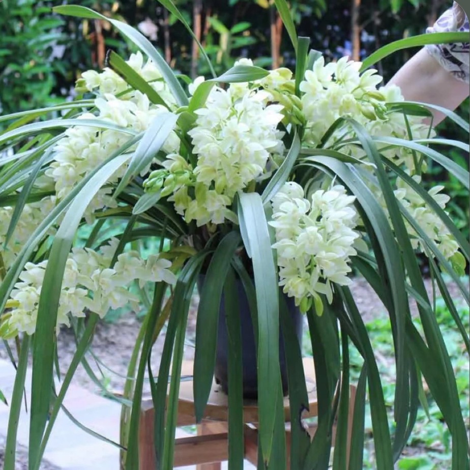 大花蕙兰——冰瀑（0度以下拍保温棉不拍不售后）