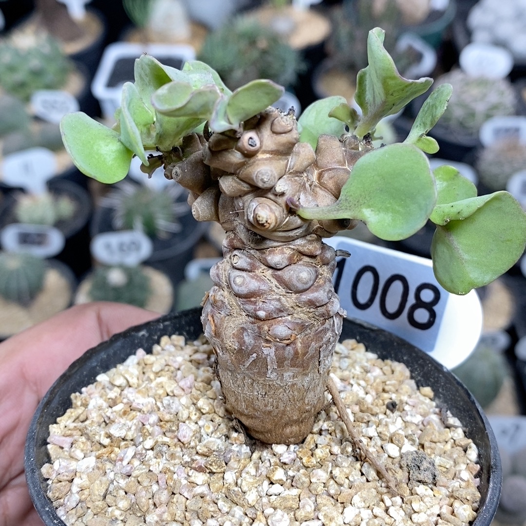 1008号实生蛮鬼塔厚敦菊4.7cm