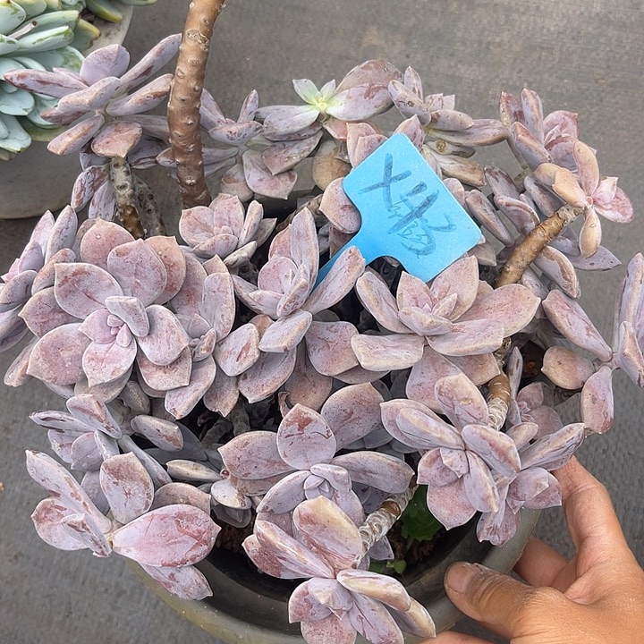 晨语多肉，一物一拍斑点43