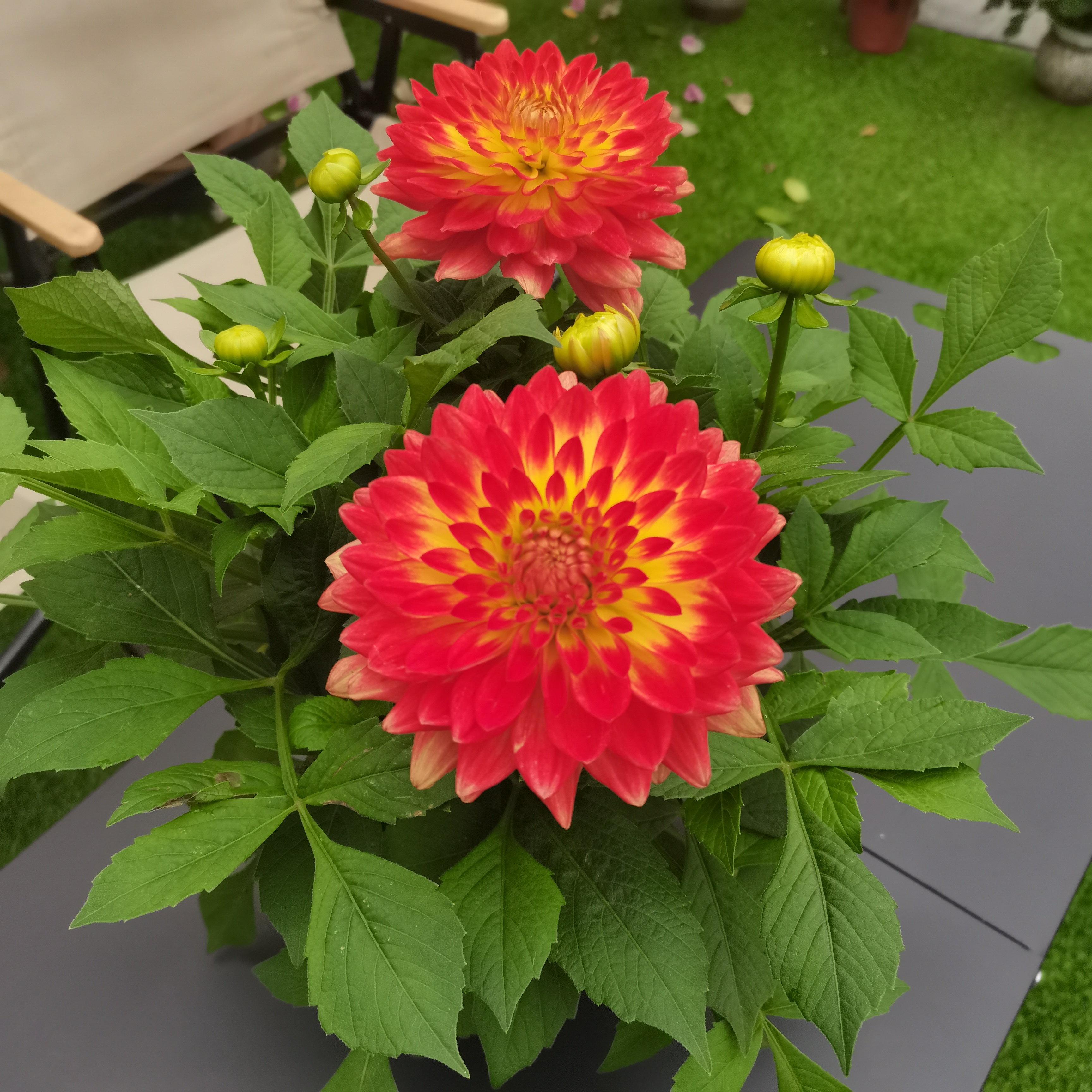 火焰—带花苞重瓣大丽花盆栽南北方均可养殖