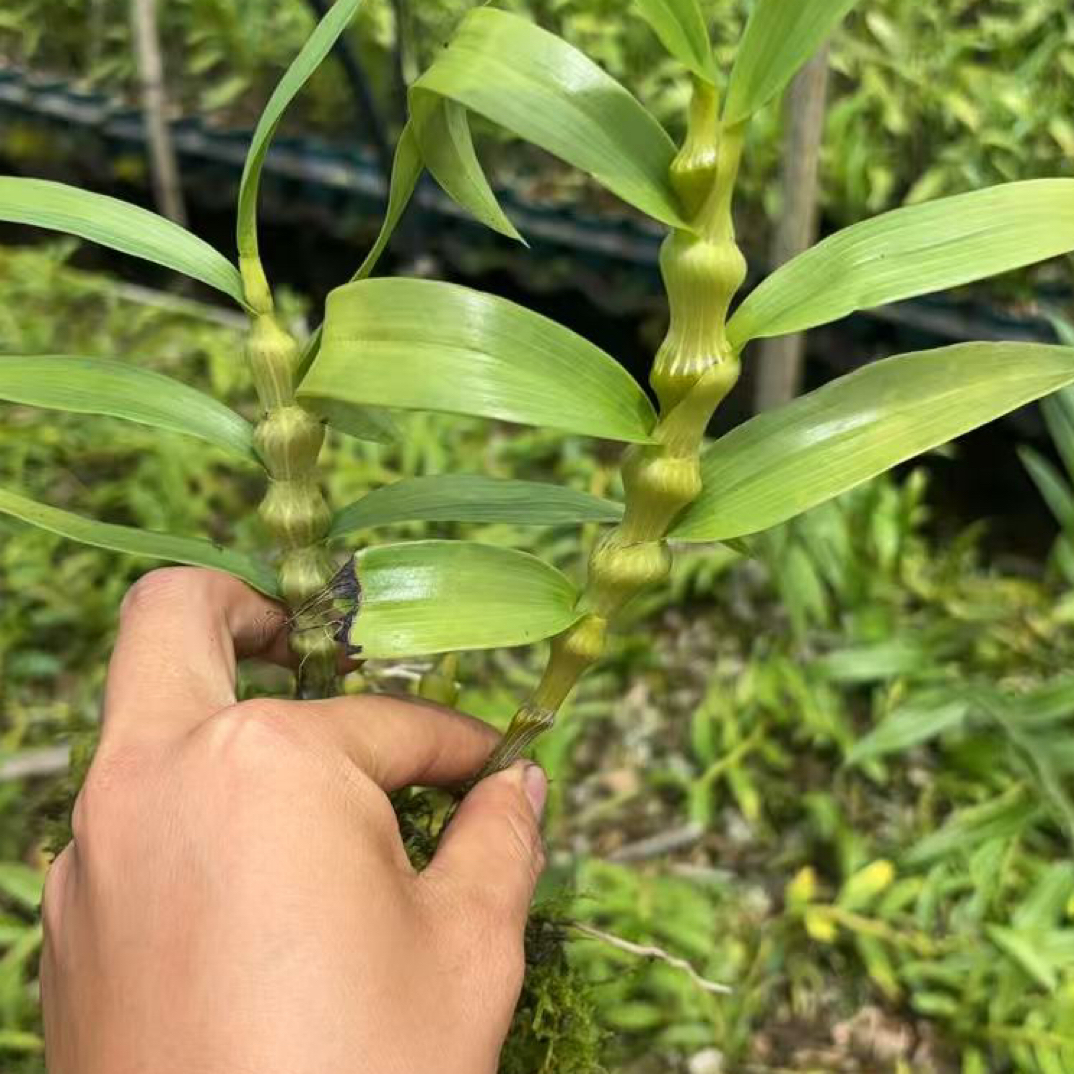 肿节石斛春节开花