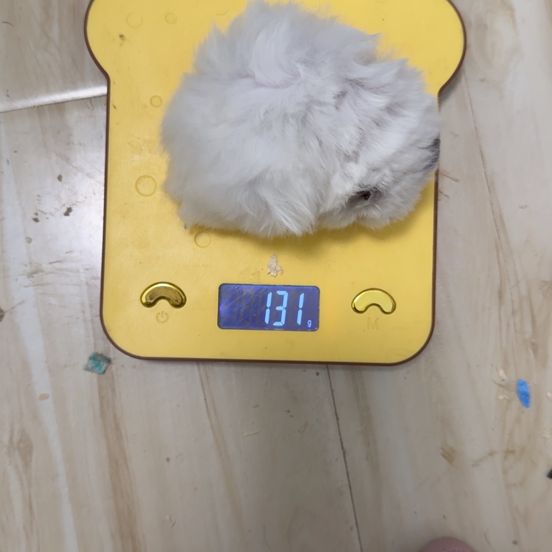 携重点基因白熊弟弟48天