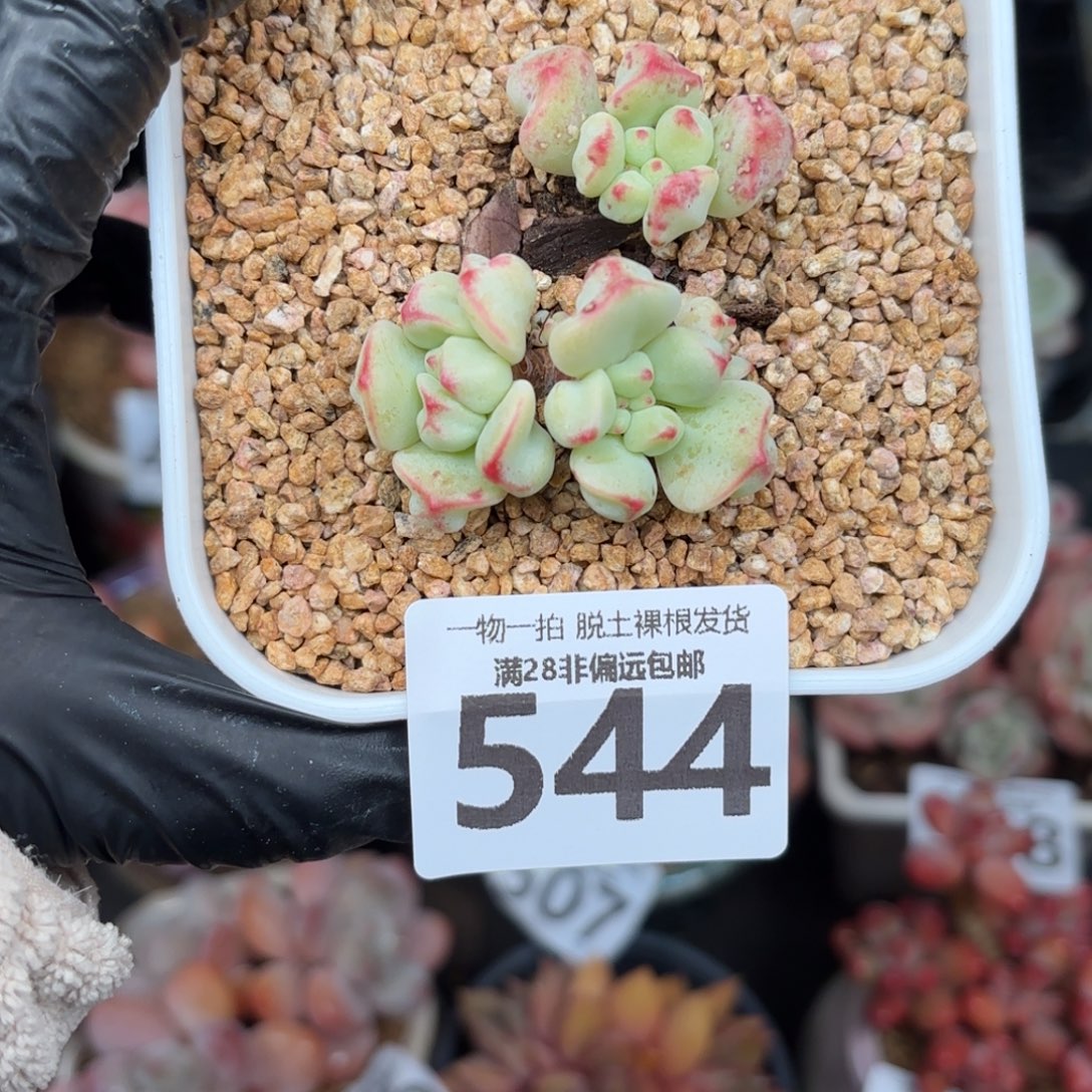 香草奶无盆土发货