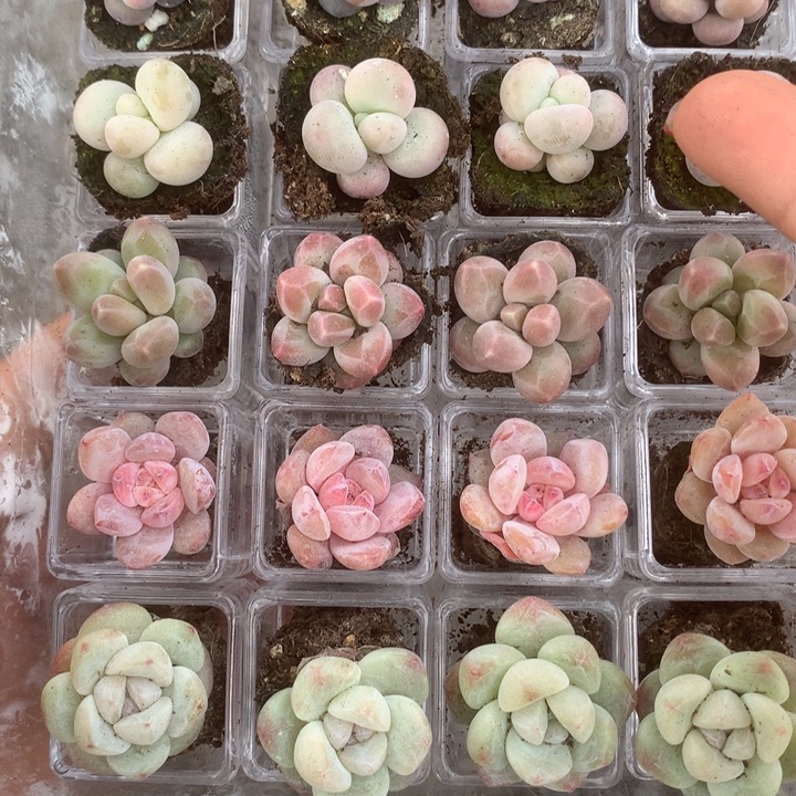 糖果 樱花 蛋黄 咖啡 彩虹 冰玉 乘以3。