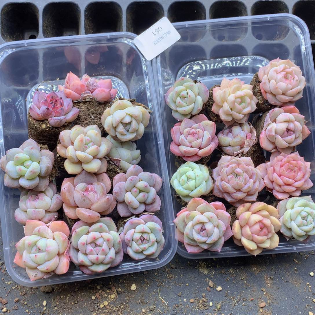 反反复复还是会有的061