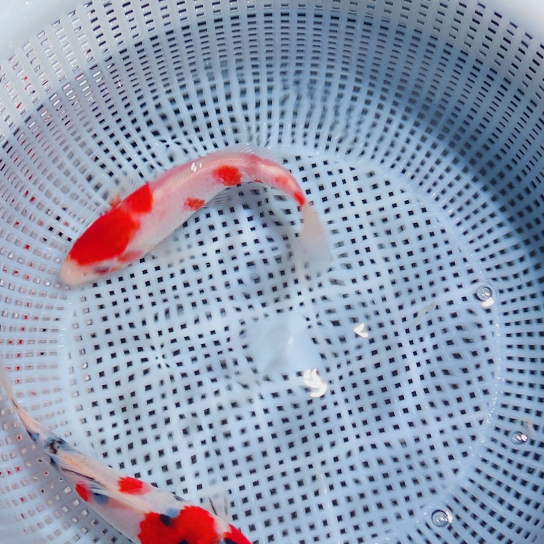 锦鲤锦鲤观赏鱼6666