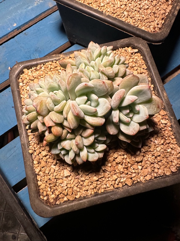 程成多肉植物星影缀