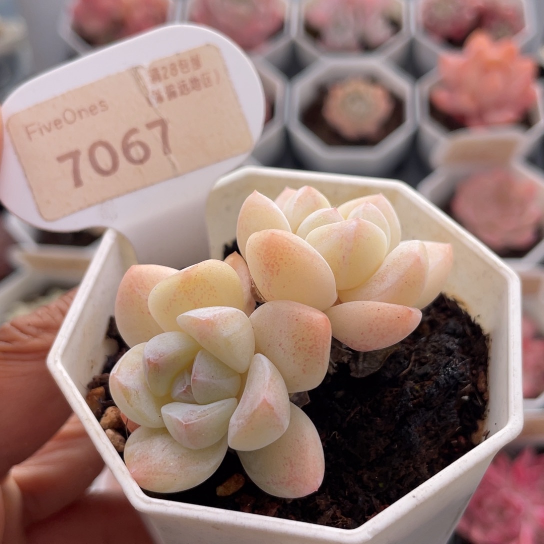 奶油冰玉7067-6.0厘米