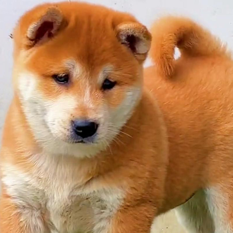 精品中华田园犬可挑选