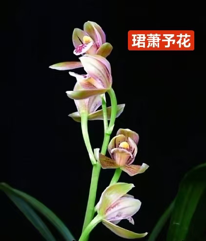 【珺萧予花】翡翠粉荷 浓香型 荷瓣 子母2苗带花栽种好发货发货