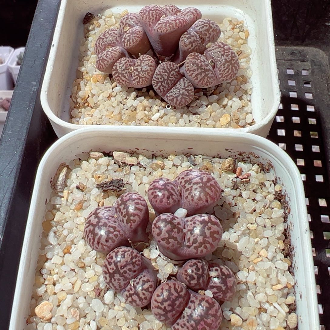 勇***子1217-616多肉多肉的