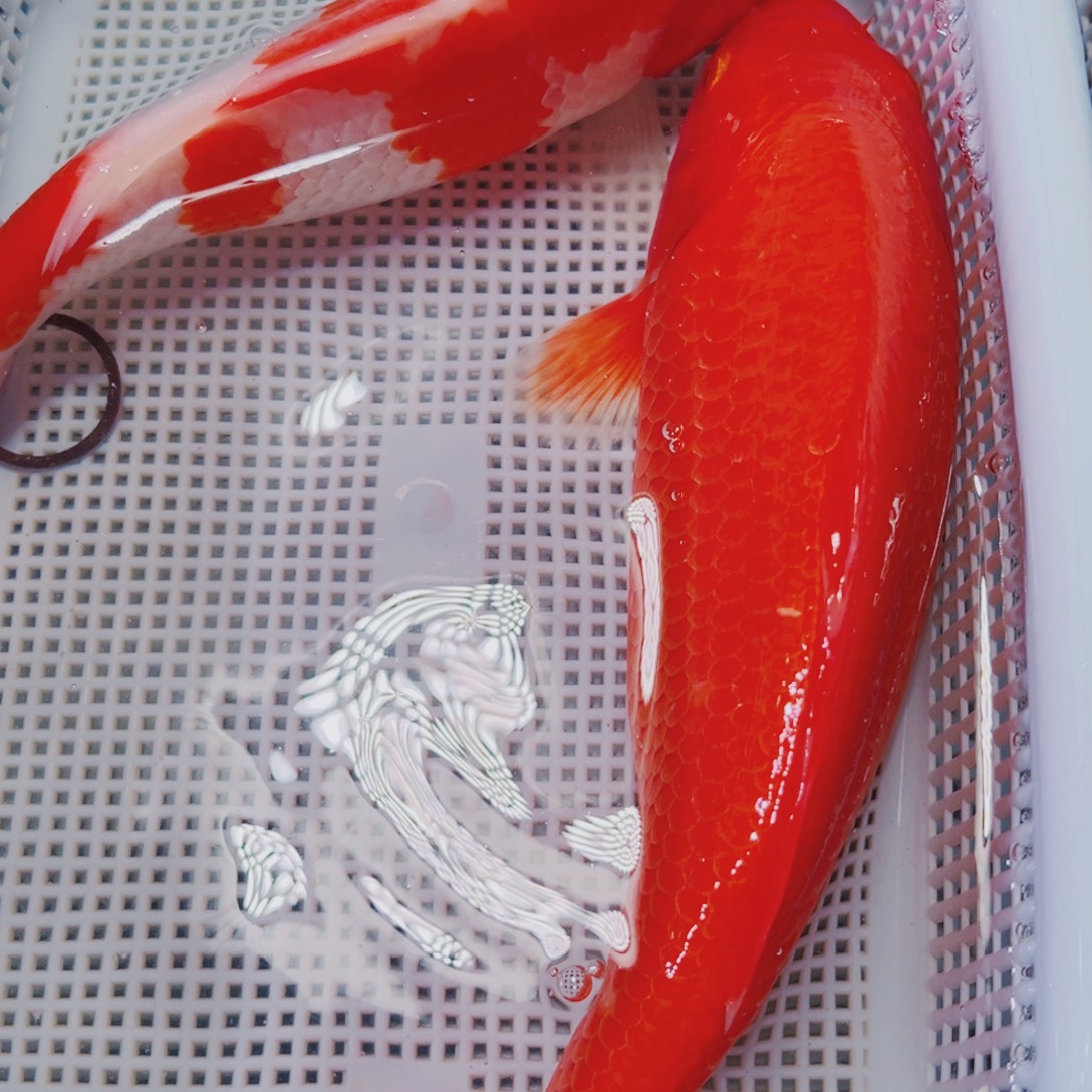 海水鱼锦鲤冷水31