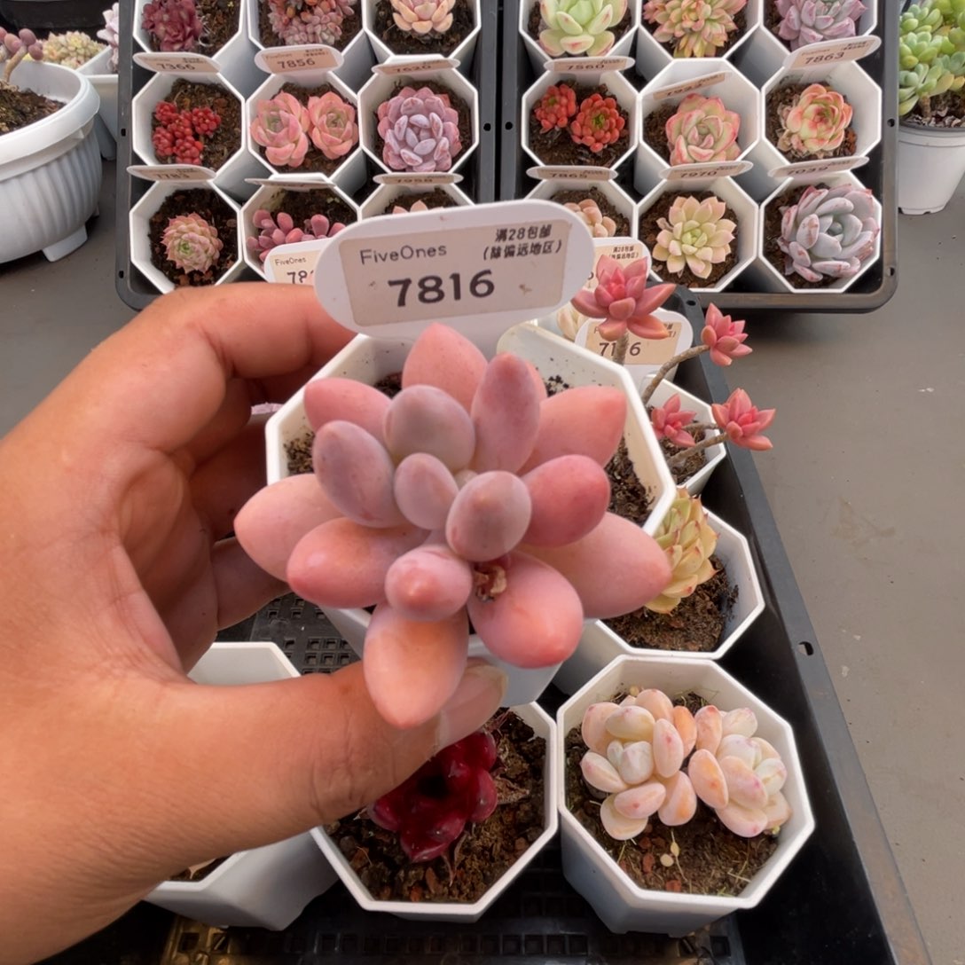 7816粉色恋人4.5厘米