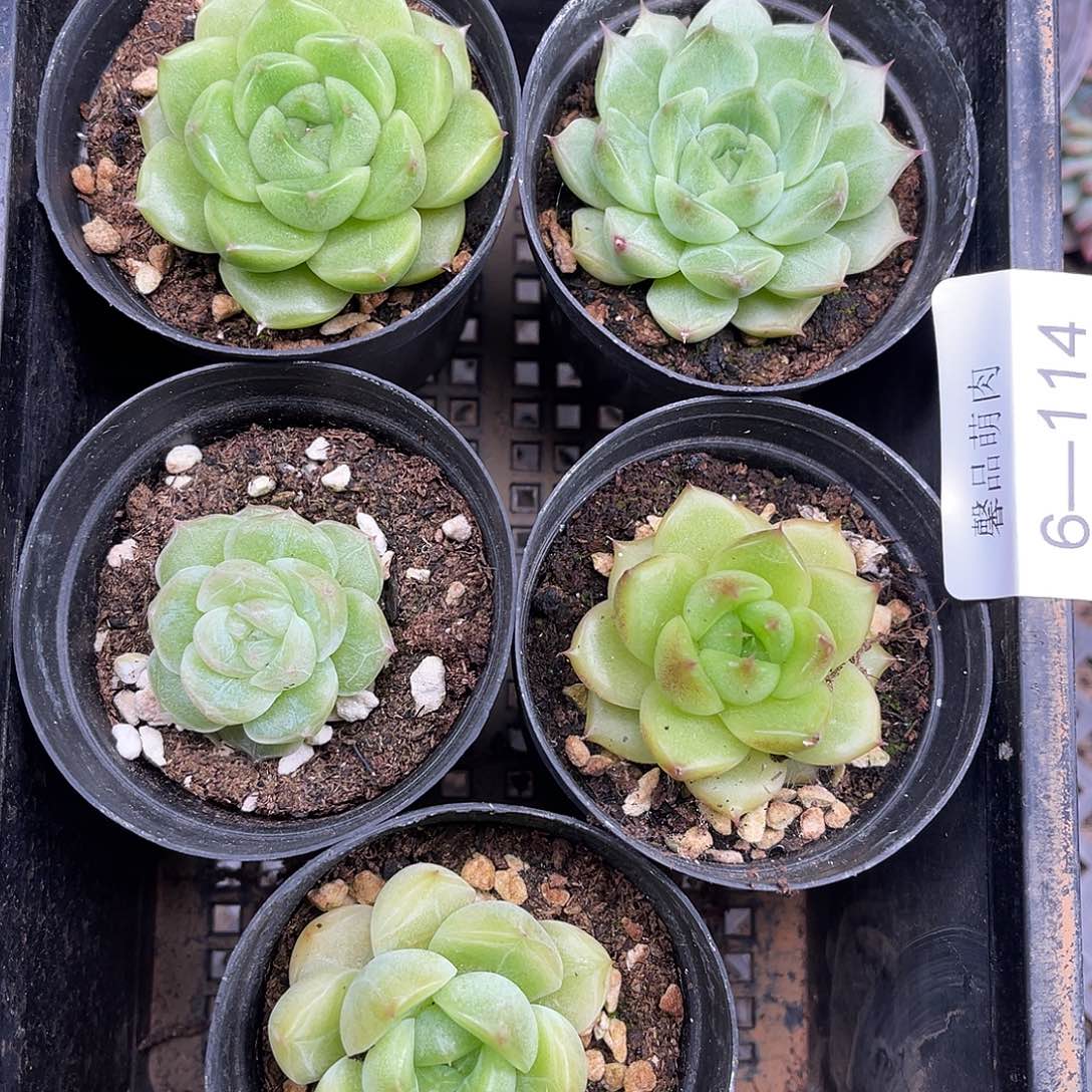 多肉一物一拍6-114