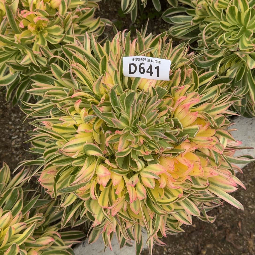 641夕颜多肉植物