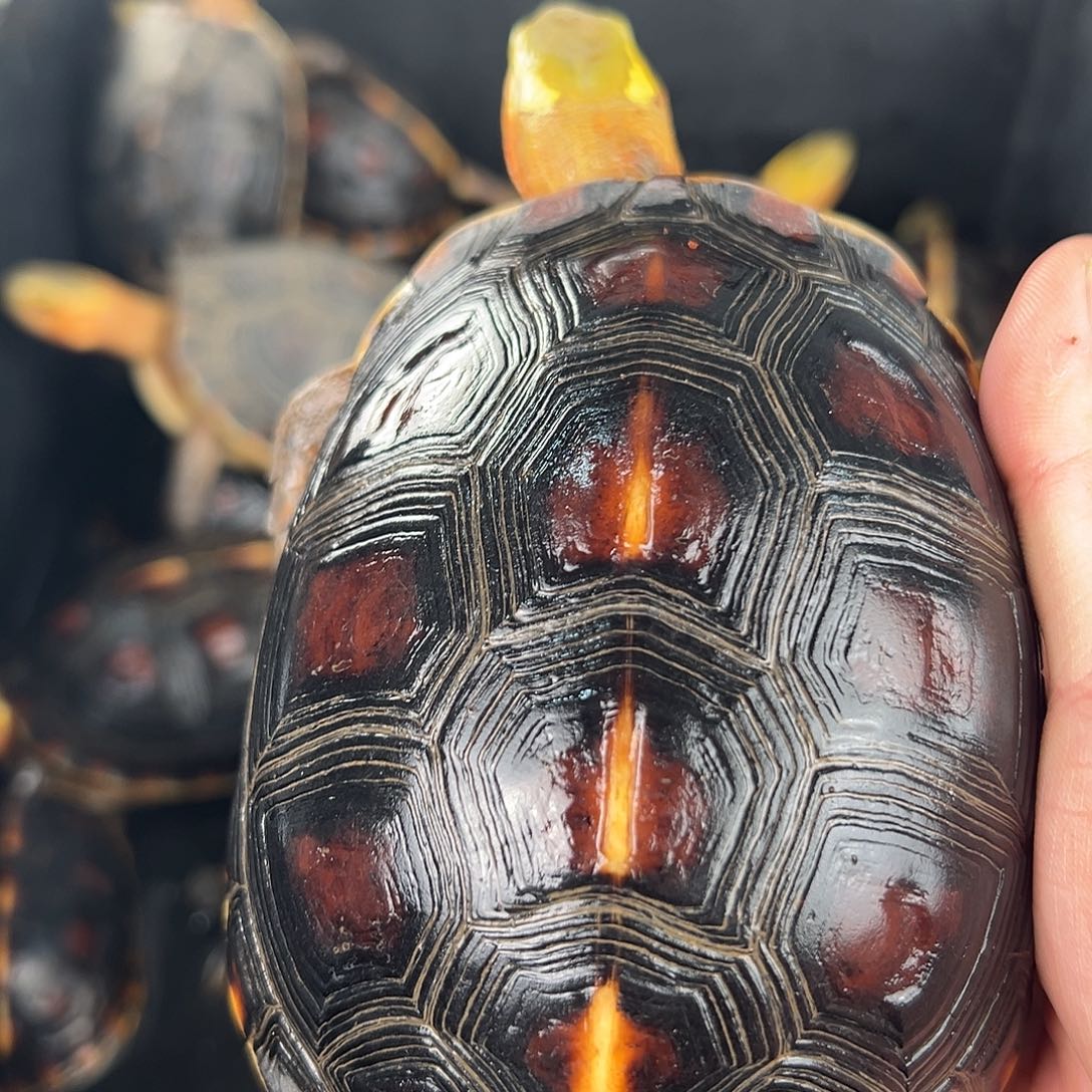 母Y**S安安安安哦好喜欢