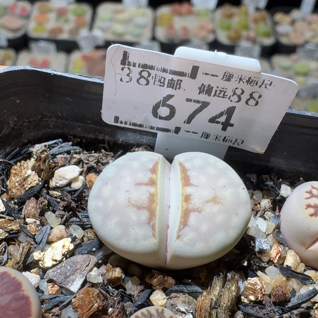 Ssss便宜清仓价674