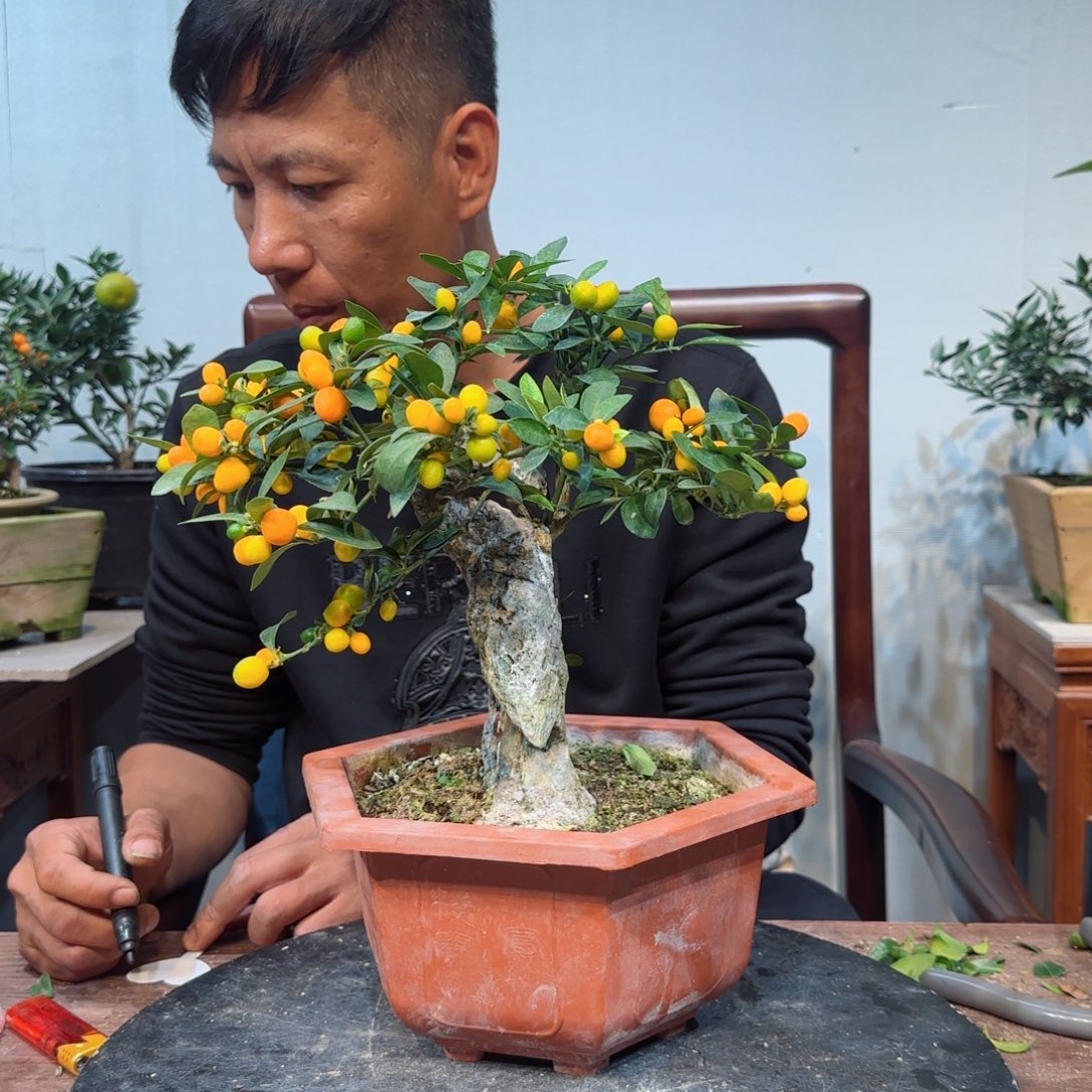 当前无花朵，栽培后可花朵東****G