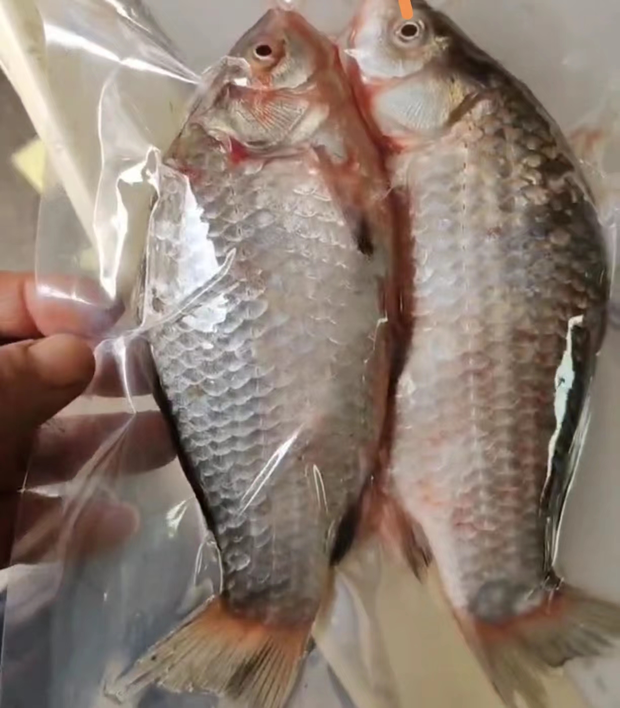 江鲫鱼现称现卖可选冰鲜或速冻3d发货