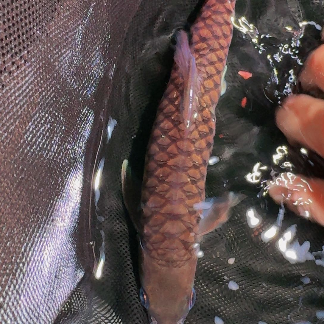 吉罗鱼巴拉巴拉巴拉