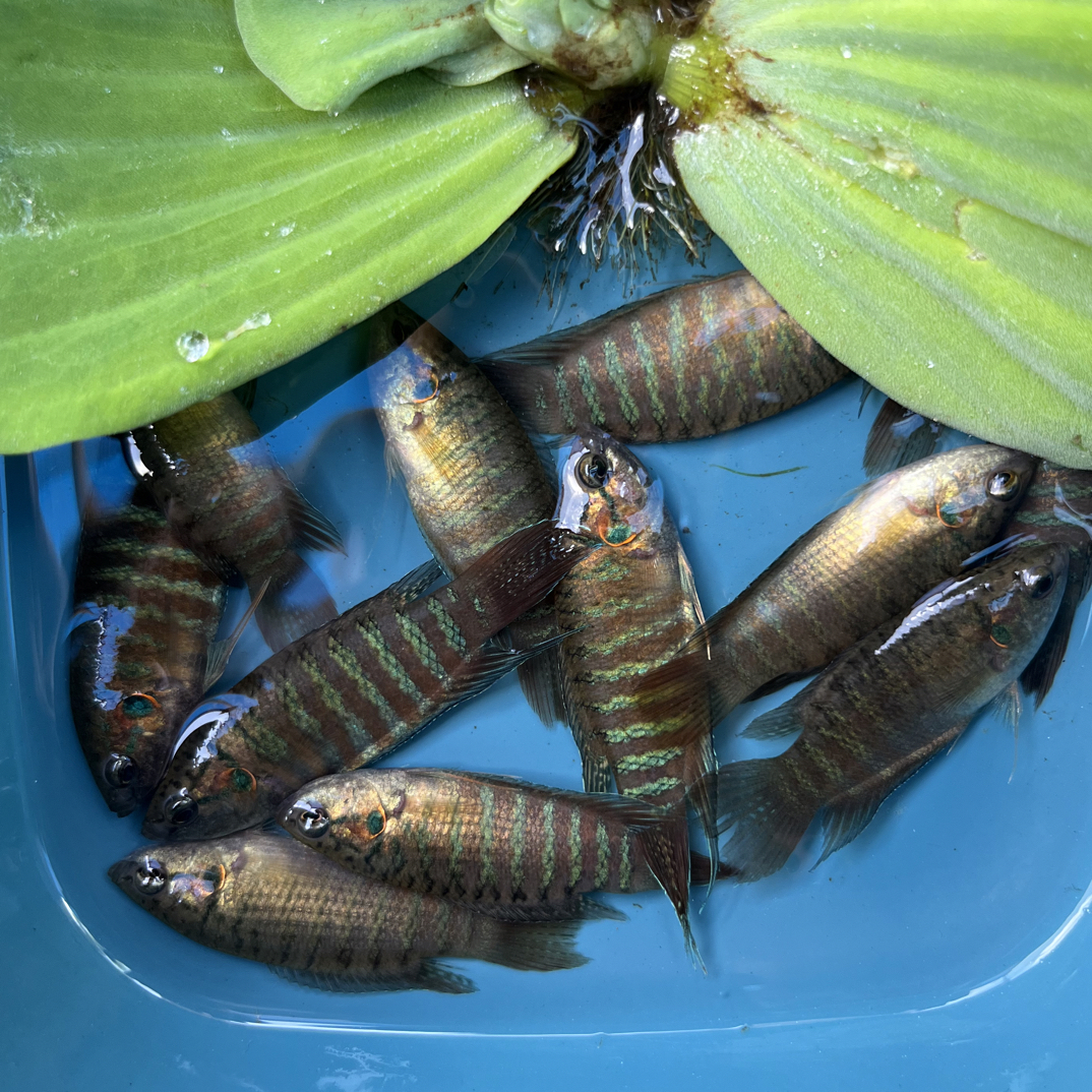 （4-6cm10条）普叉菩萨鱼招财旺财斗鱼活体淡水冷水耐养无需打氧