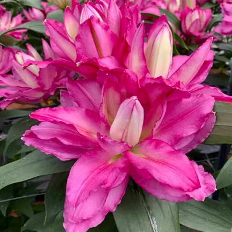 幸运爱神重瓣香水百合鲜花 (5度以下需拍保温棉 不拍冻坏不售后)