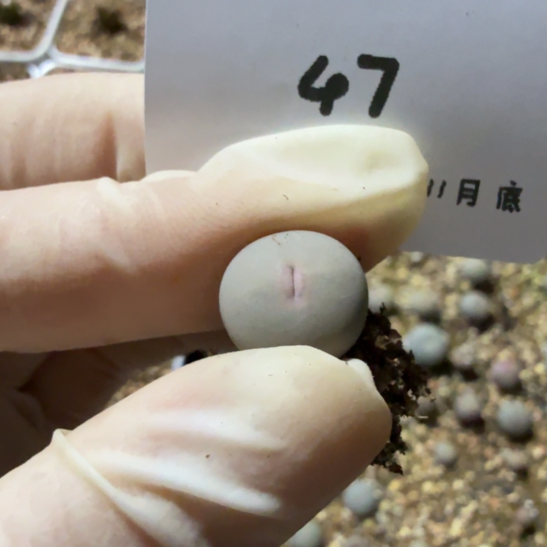 多肉多肉多肉11-047 超极V嘴 SB1545