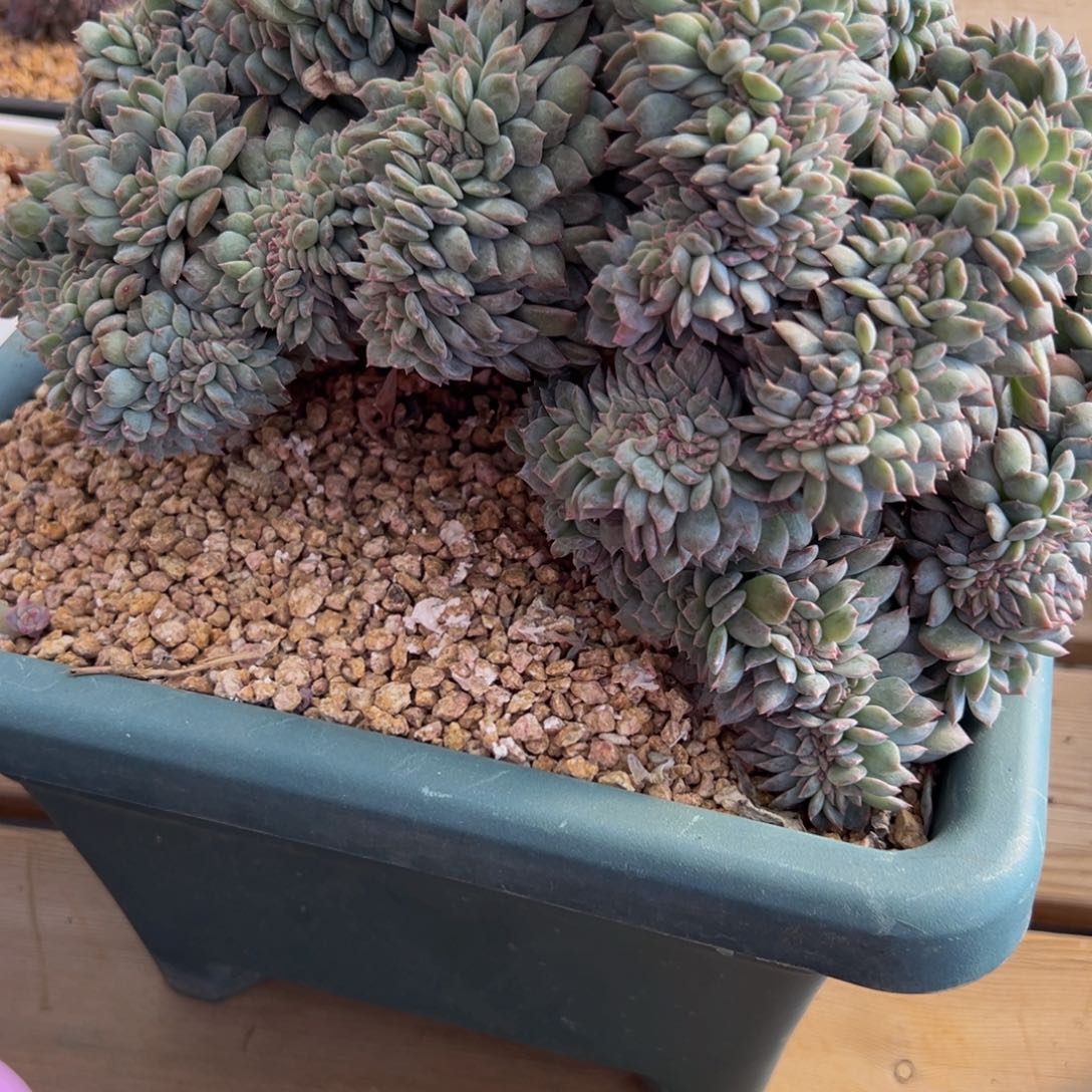 取*点水蜜桃 新年快乐