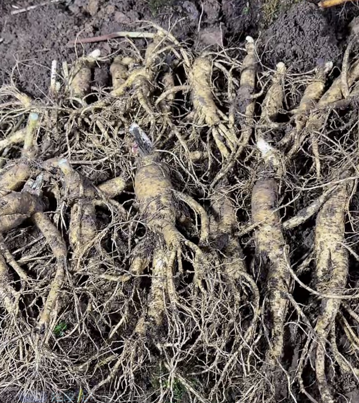 长白山正宗林下人参煲汤泡酒产地直发（中大号）