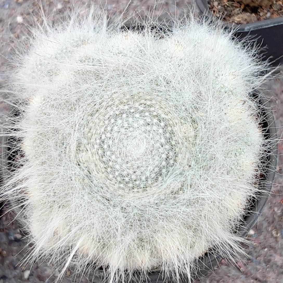 群生 雪缘玉暡仙人球