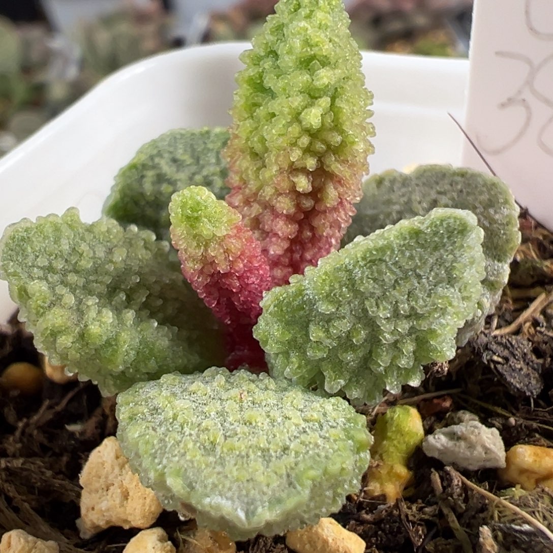 实生新品多肉植物水泡多肉植物