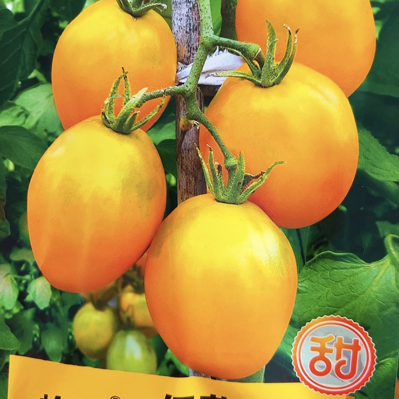 伊莎贝尔高糖软面番茄种子