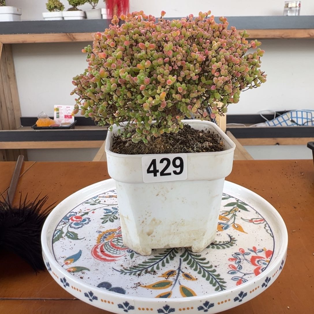 枝干番杏多肉植物429