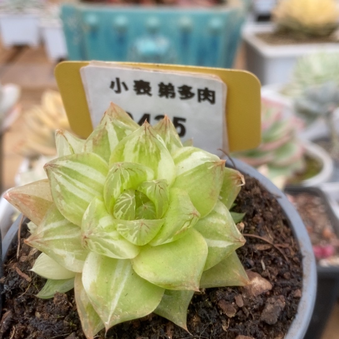 435金之华锦锦锦锦锦年