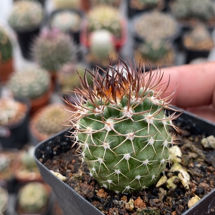 【闪购商品】逆豹玉