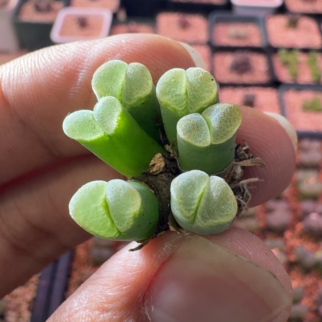 云缦精品番杏9.5 骚粉天鹅绒