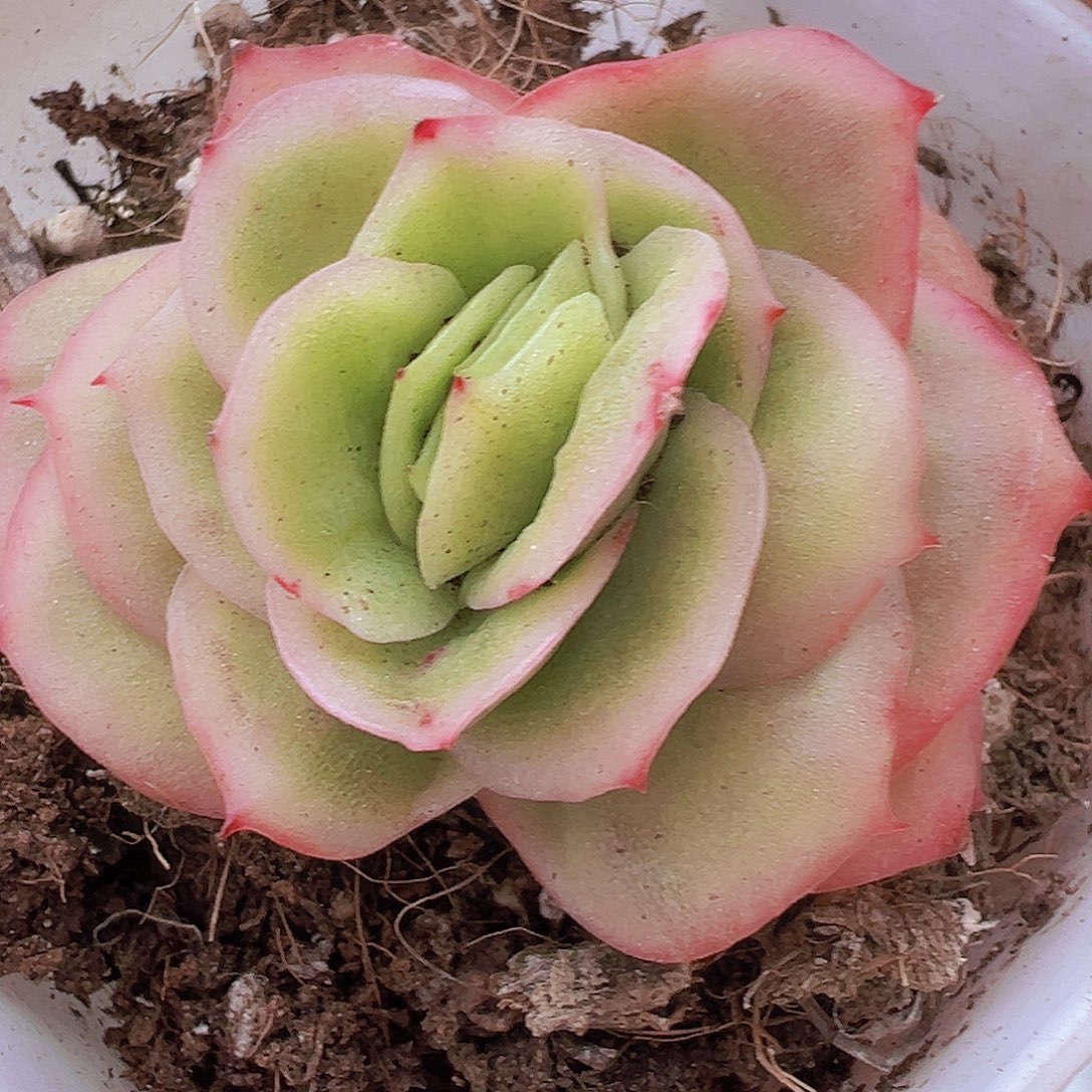 冰玫瑰锦19包邮多肉植物