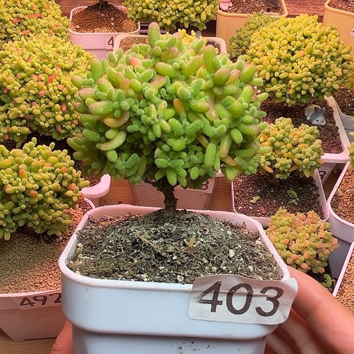 无花朵403蜜桔糖球