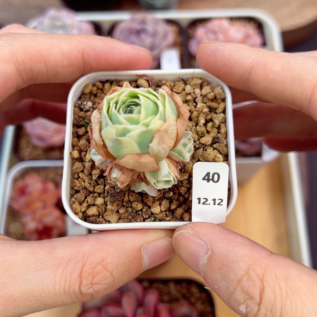 好好看40、哈哈哈哈